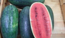 黑料网 网红大瓜下载,网红大瓜下载，带你一网打尽娱乐圈幕后真相